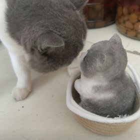 Handmade Silicone Pet Custom, Realistic Cat Dog Memorial Figurine